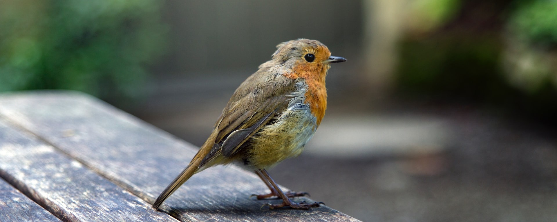 Bird in Garden